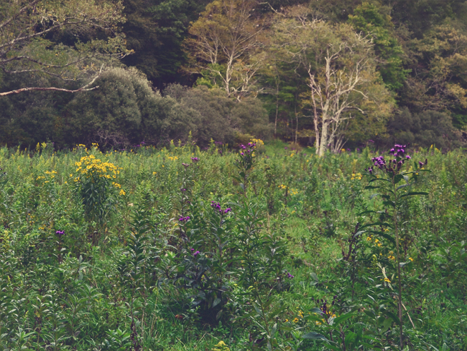 Wildflowers - tall ironweed, sneezeweed Wildflowers - tall ironweed, sneezeweed