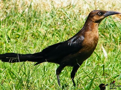 Aves de El Salvador
