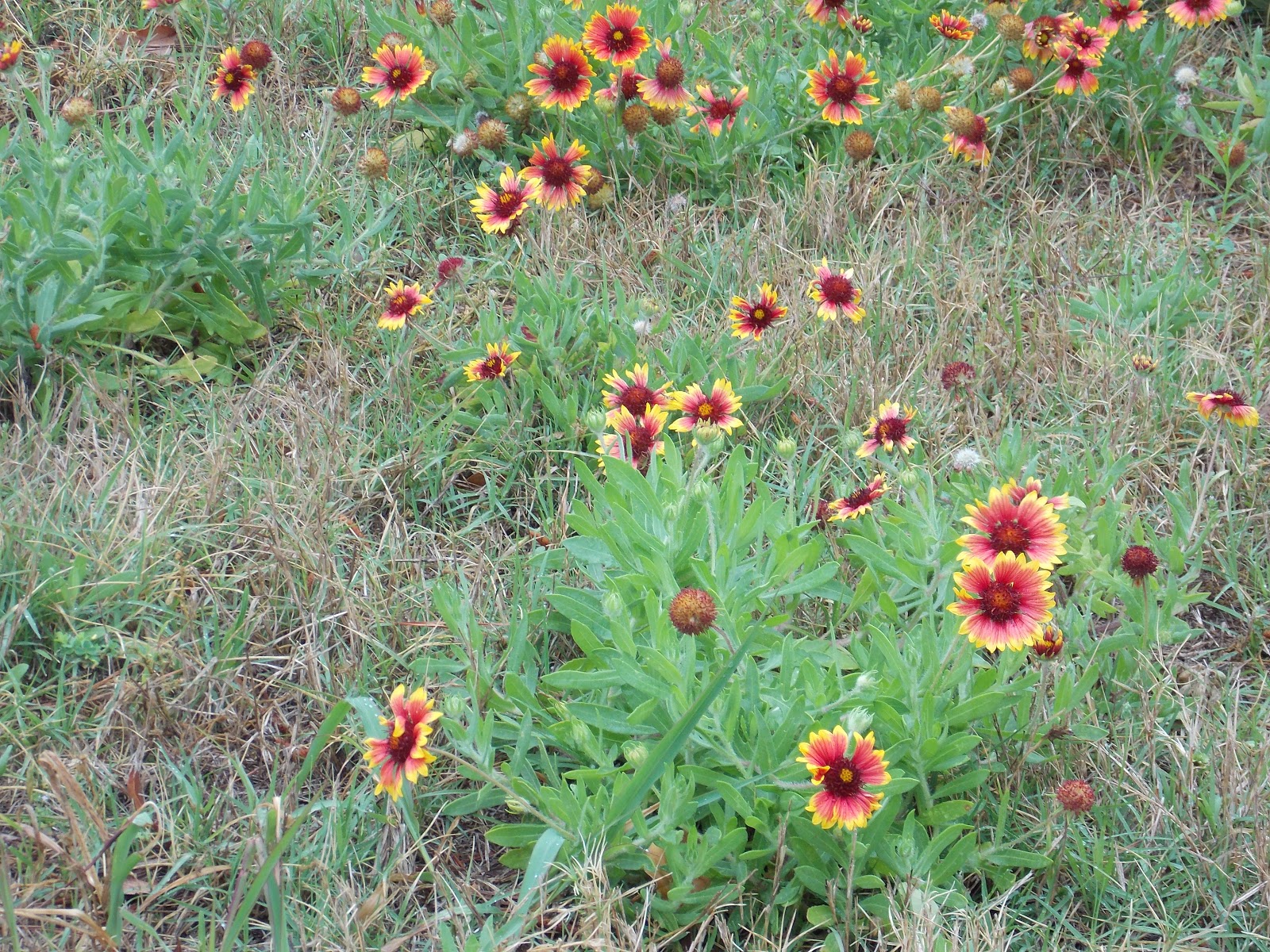 The Schramm Journey Spring Wildflowers of Central Texas