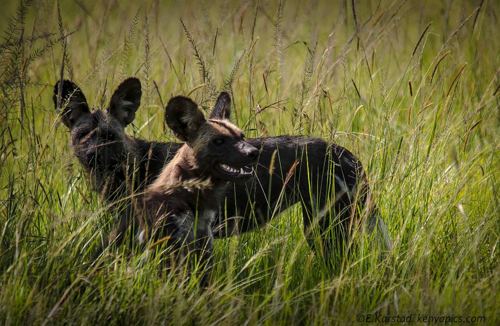 Elsen Karstad's 'PicADay Kenya' African Wild Dogs Masai Mara