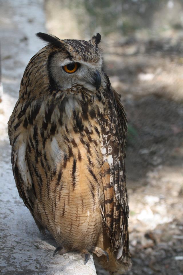 Indian Fish Owl