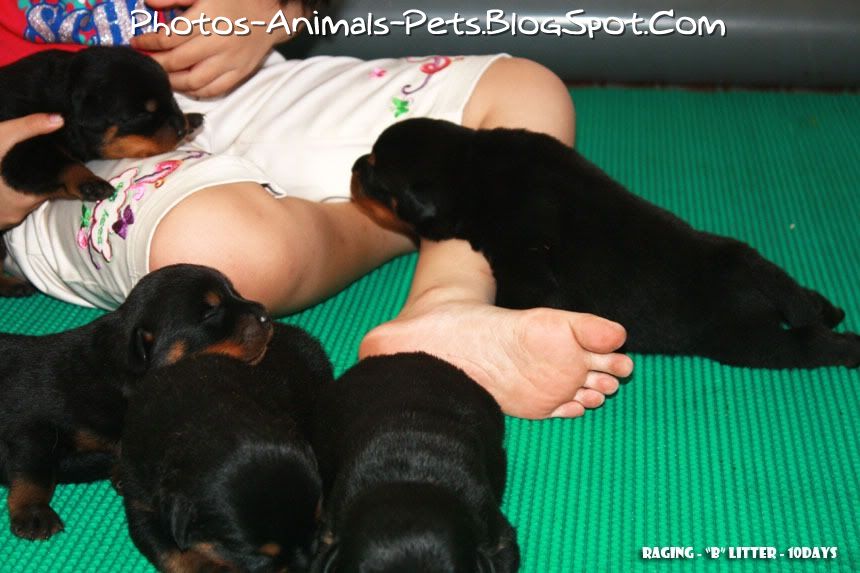dogs 101 rottweiler dogs 101 rottweiler 791 breeds picture dogs 101 rottweiler dogs 101 rottweiler 791 breeds picture