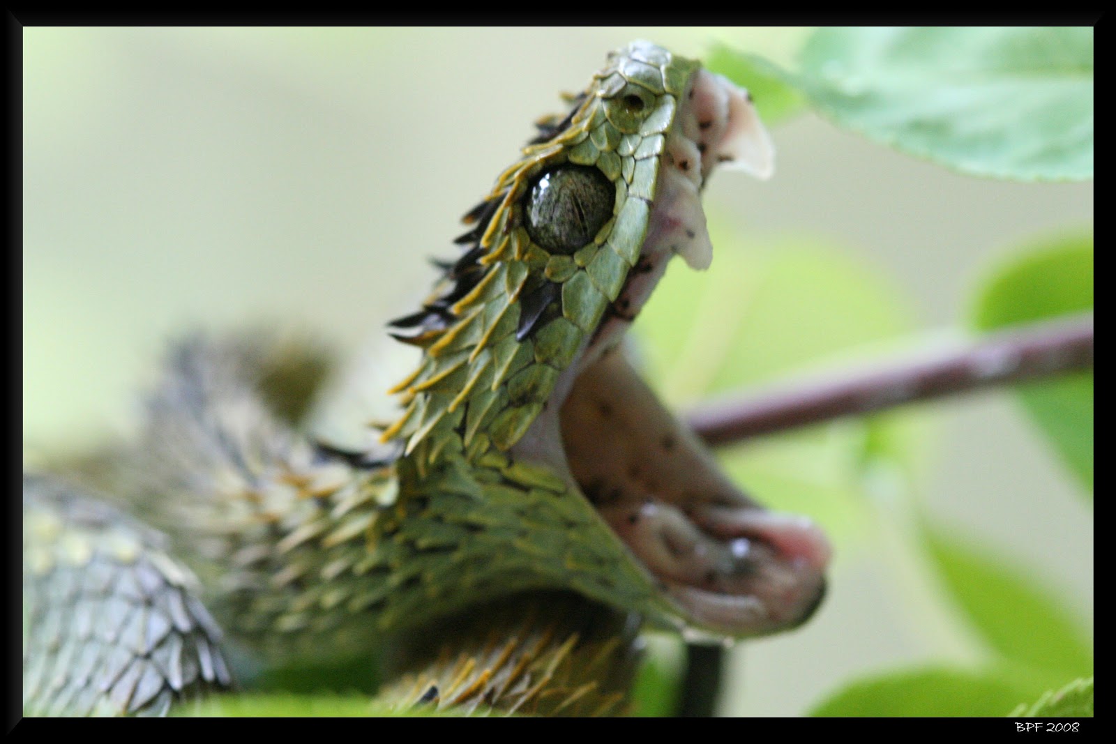 Atheris hispida Uganda African Hairy Bush Viper vipère dragon atheris.earth  