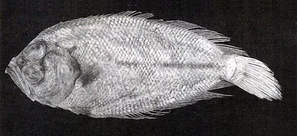 Artes de Pesca PLEURONECTIFORMES