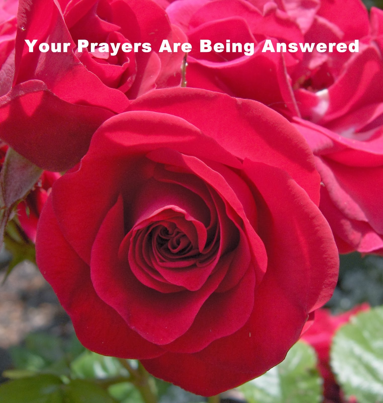 67 Not Out The Meaning Of Roses And White Feathers As A Symbol Of