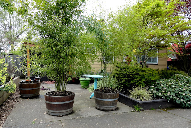 danger garden bamboo privacy
