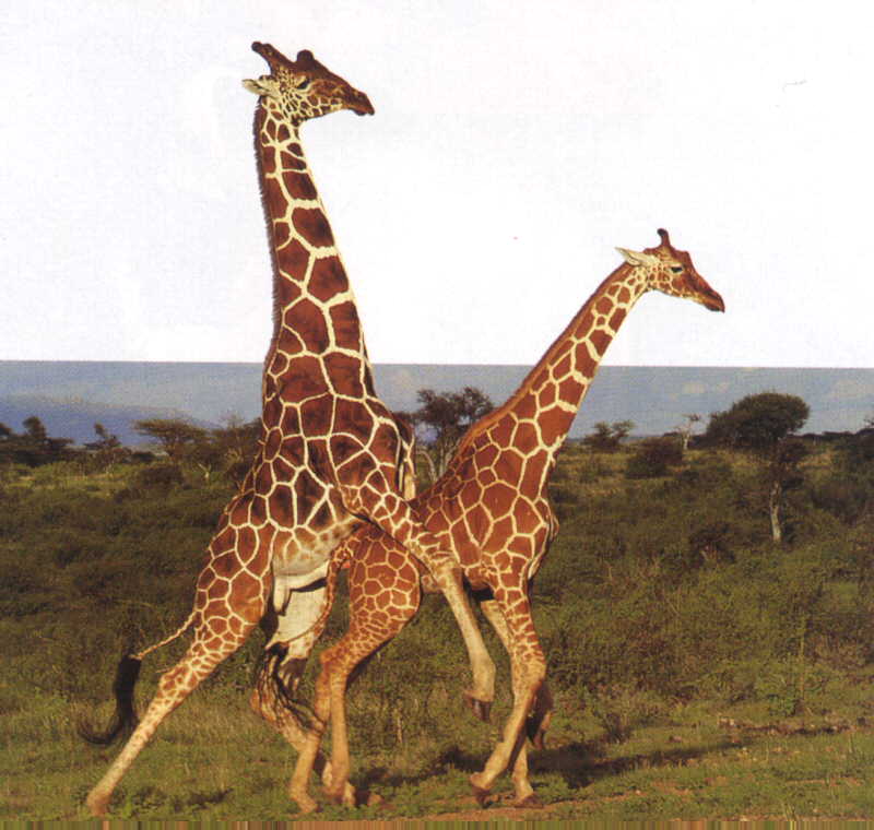 giraffes mating My HD Animals