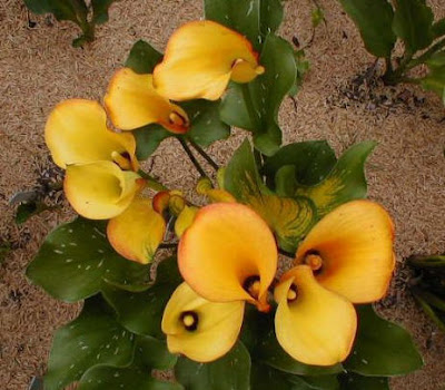 Calla Sunrise