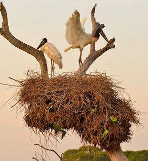 Jabiru, Jabiru mycteria