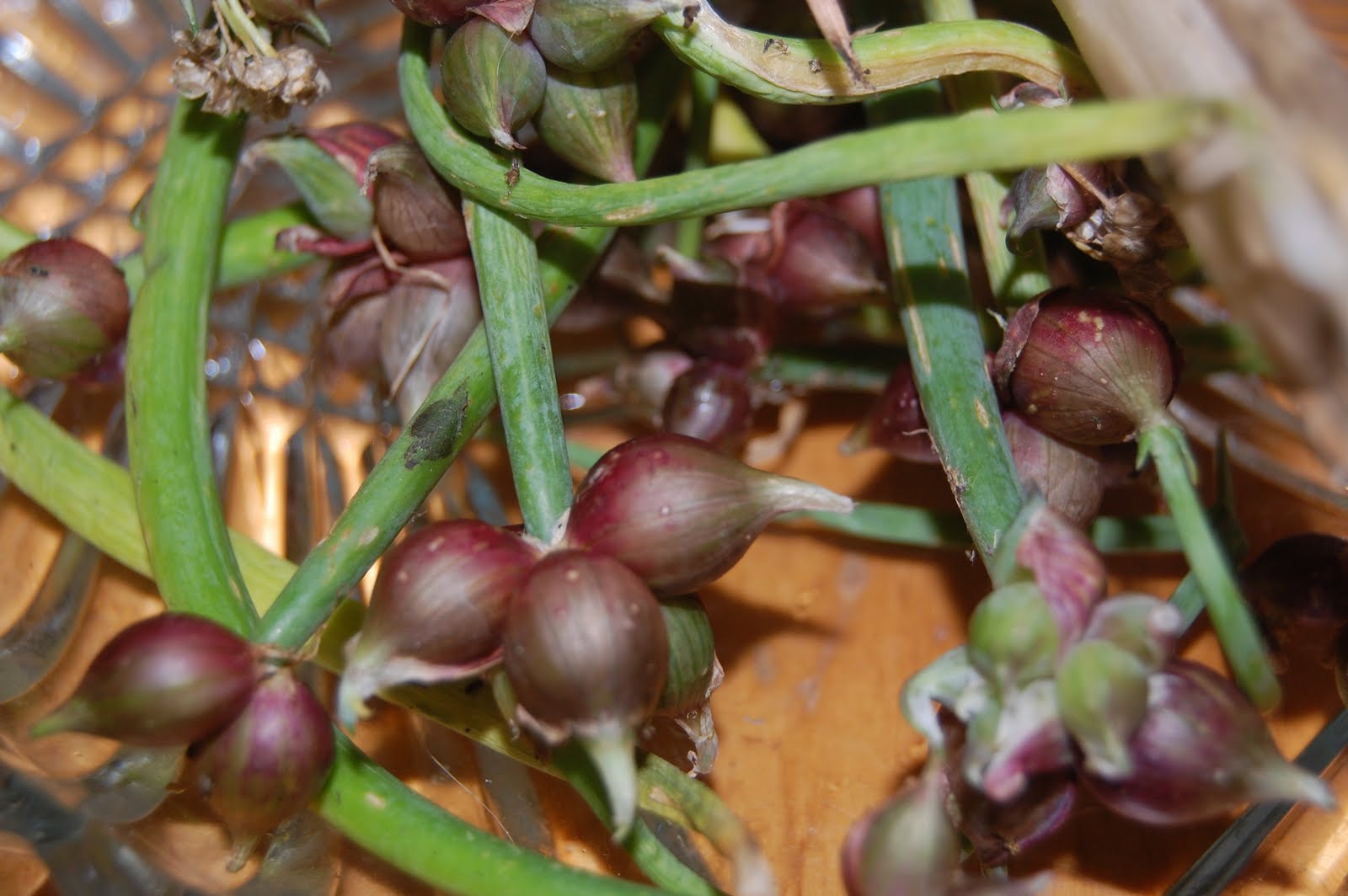 Sprouts Egyptian Walking Onion Harvest