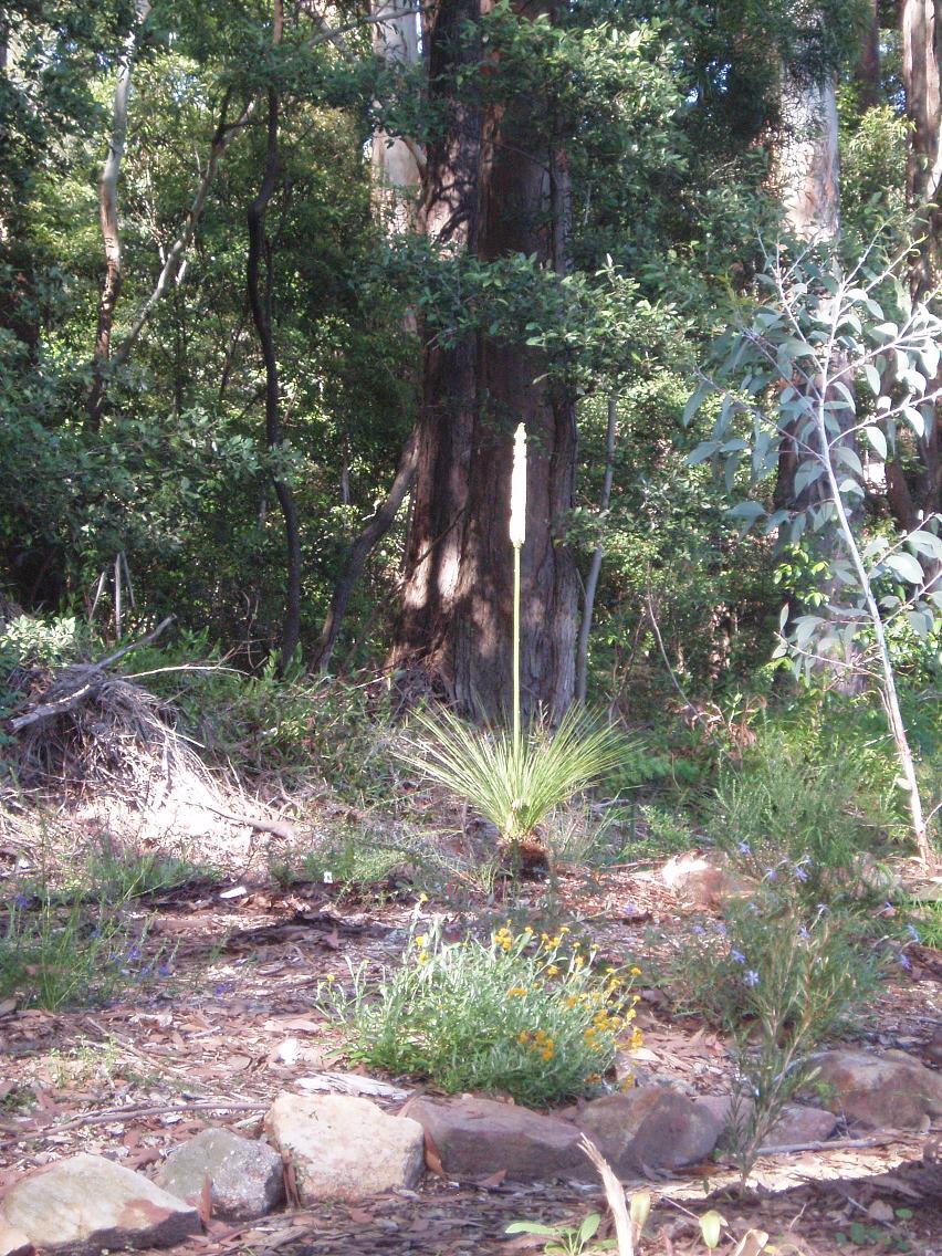 grass growing trees natives illawarra australis xanthorrhoea whoops flower tree