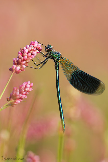 caloptérix splenden