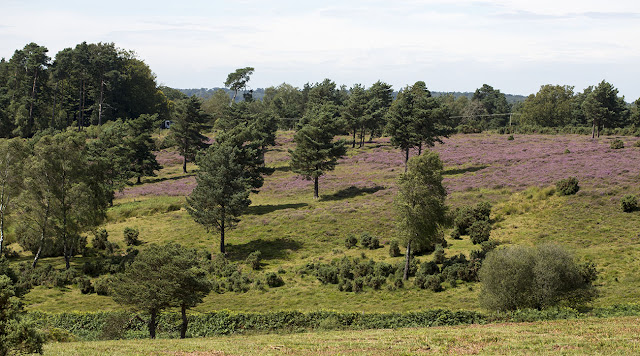 View over the Forest from near a car park called Lodge.  Ashdown Forest, 17 August 2012.