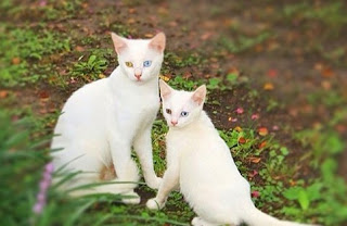 Είναι κληρονομικό χάρισμα   Καμαρώστε τις γάτες με τα ολόιδια μωρά τους!! [pics]