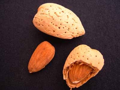 almond shell prunus dulcis fruit crops