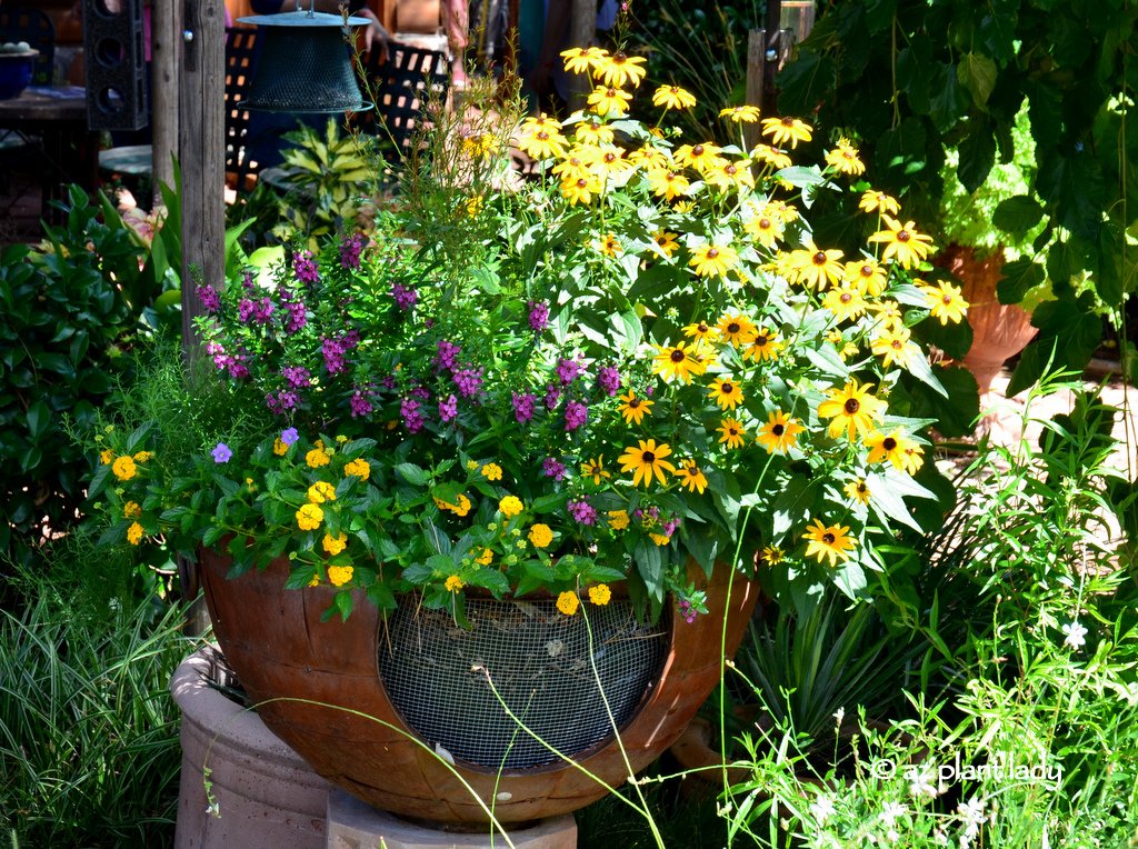 Beautiful, Desert Pots & Book Giveaway Winner Ramblings from a Desert