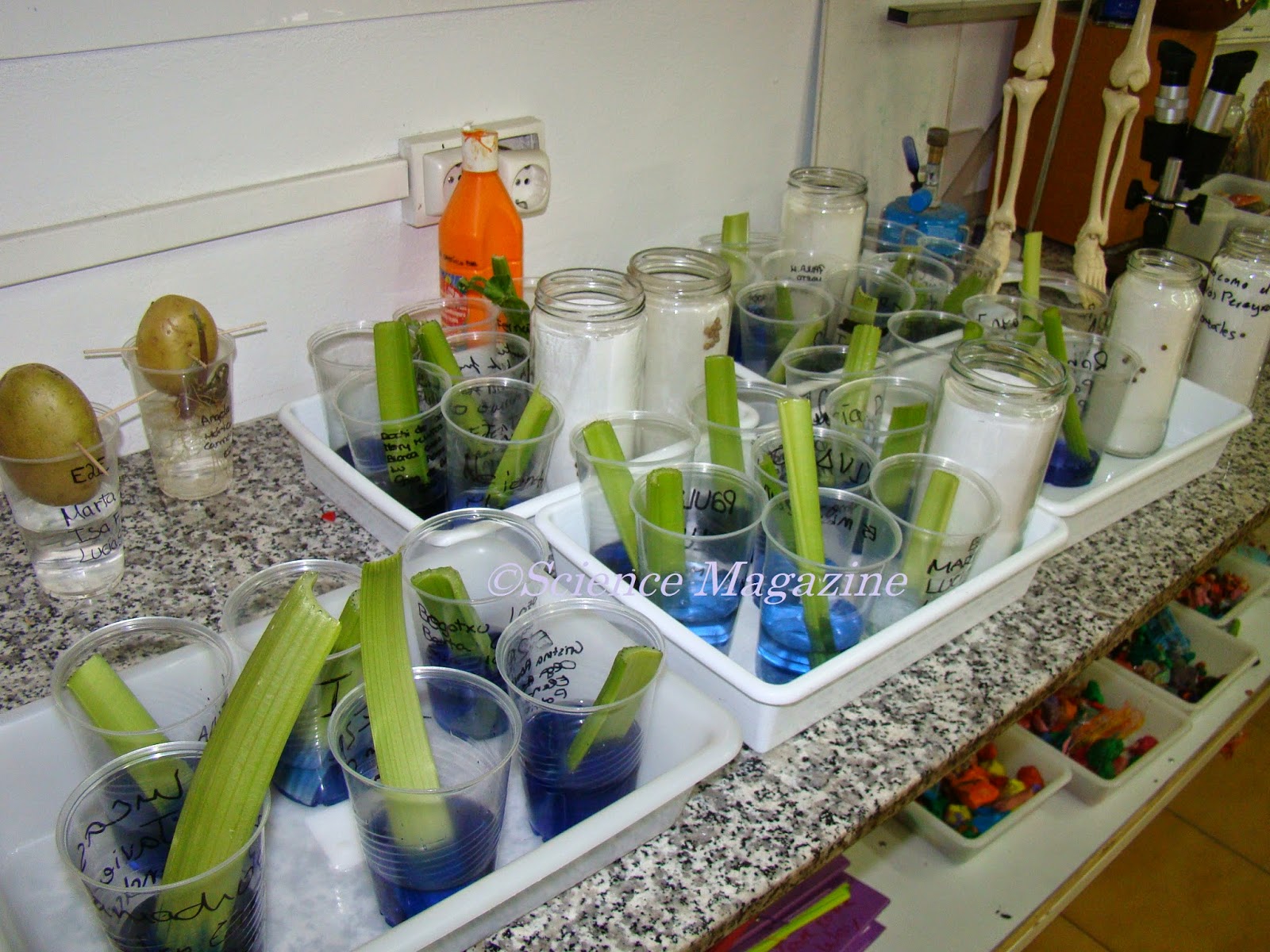 Science Magazine OBSERVING XYLEM VESSELS IN CELERY