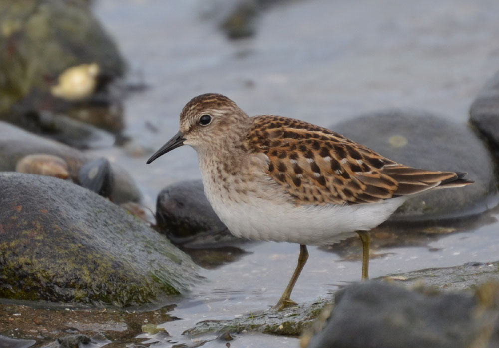 Grey Bird With Long Legs And Beak