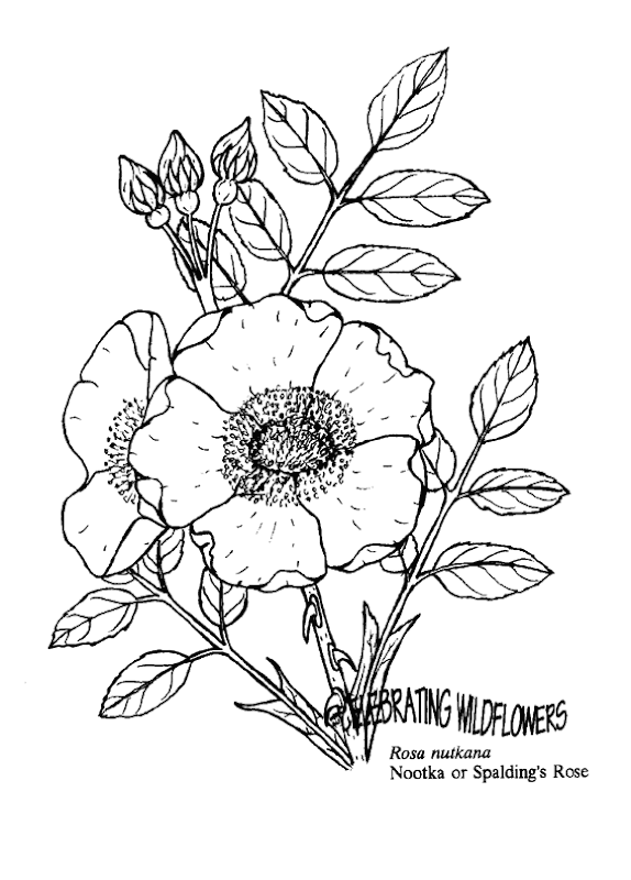 Coloring Pages for Kids title=