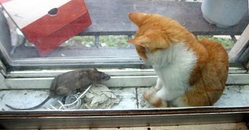 89 Gambar Kucing Dan Tikus Kekinian 89 Gambar Kucing Dan Tikus Kekinian