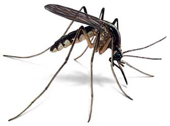 Como matar mosquitos mas facil y practico... Como matar mosquitos mas facil y practico...