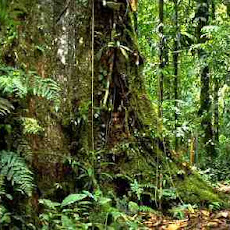 gambar hutan tropis, foto hutan