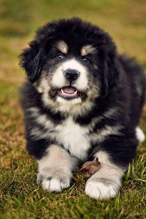 Top 5 Most Of Protective Dog Breeds