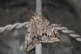 Moth on a porch light.