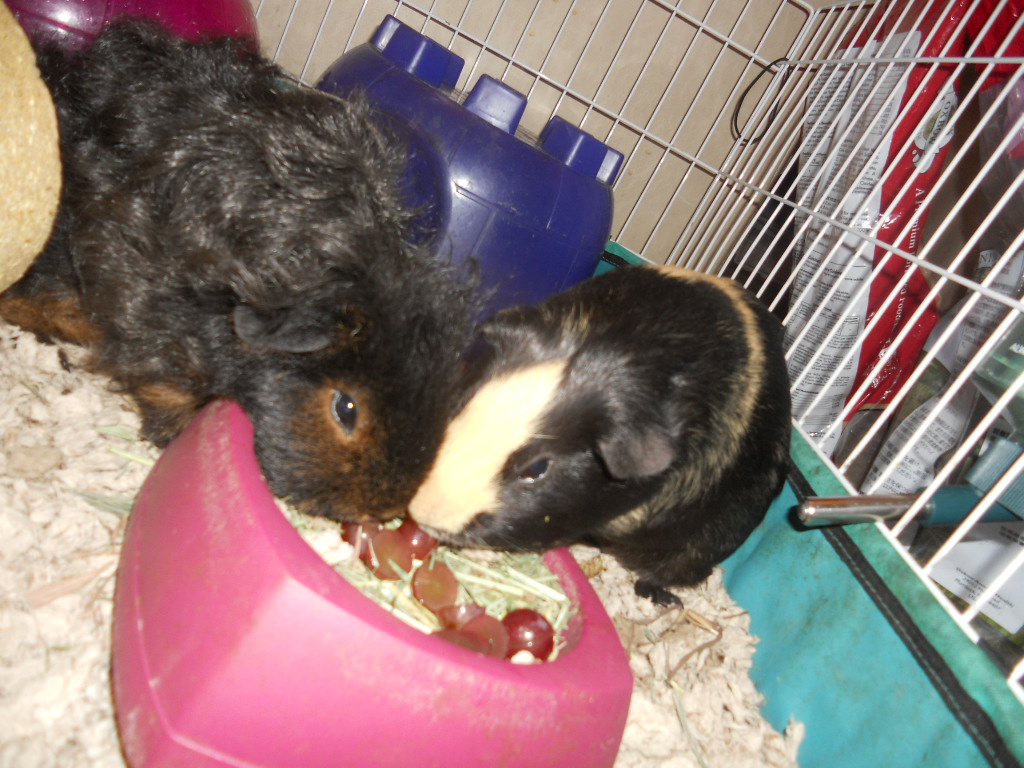 Cavy Savvy A Guinea Pig Blog Can Guinea Pigs Eat Grapes?