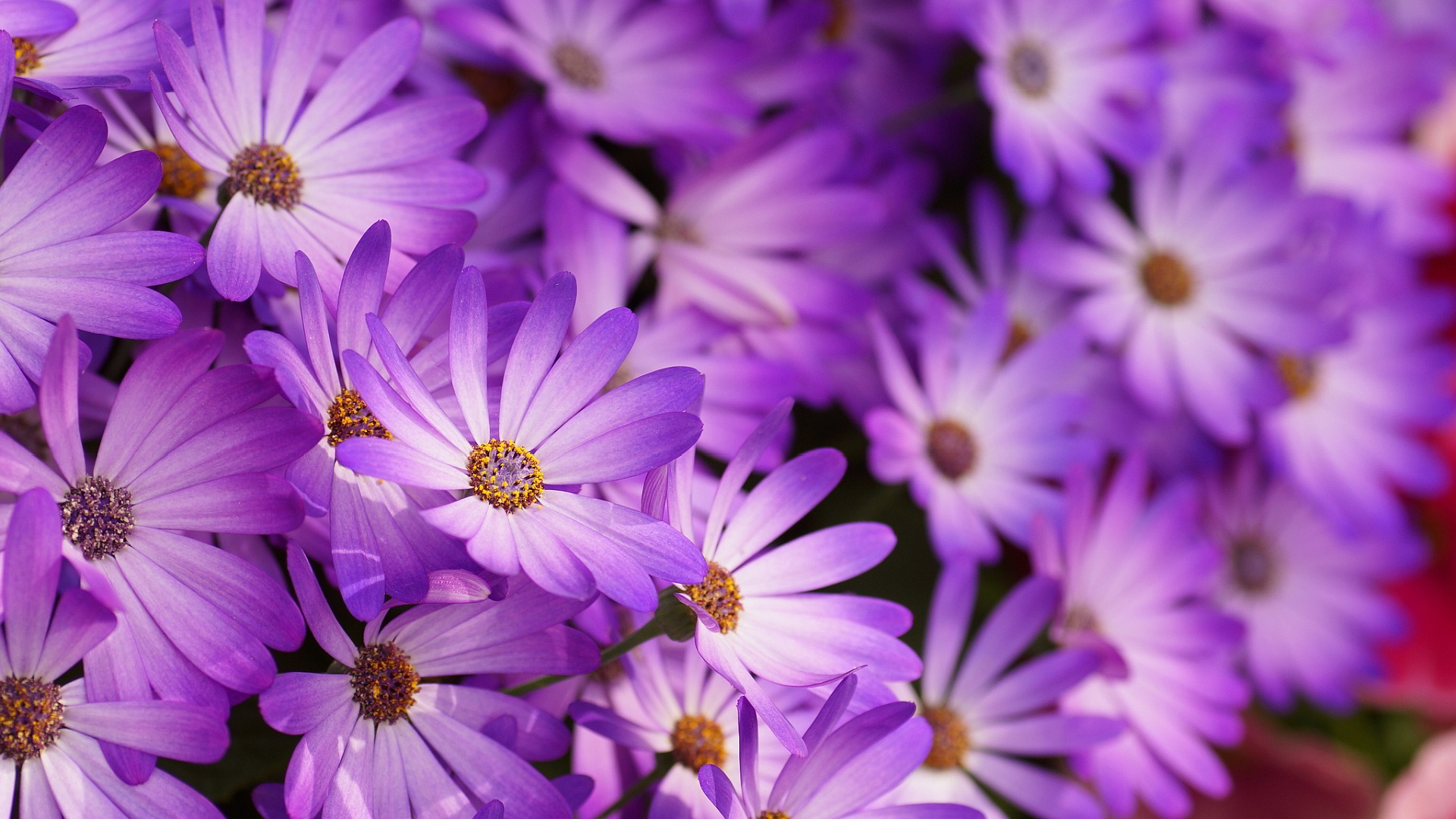 Purple Flowers High Definition Wallpapers HD wallpapers