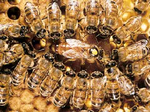 O que as abelhas produzem