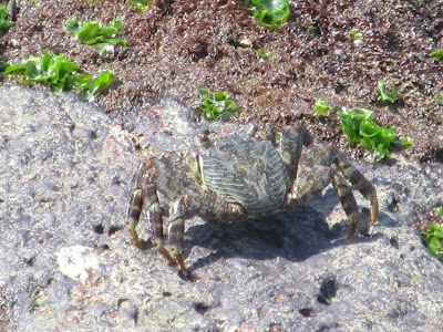 pic of crab @ Harihareshwar
