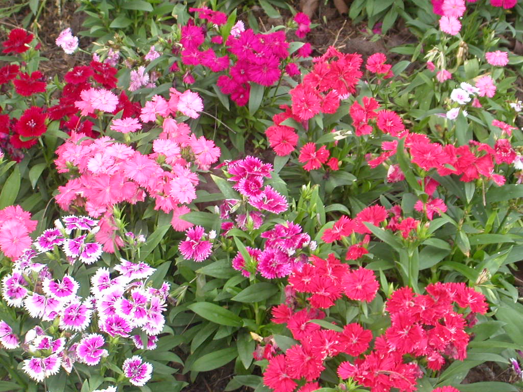 Music N' More: Garden Design Ideas