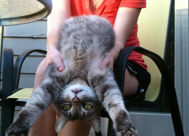 45 pictures of funny cats, cute cat pictures, funny cats