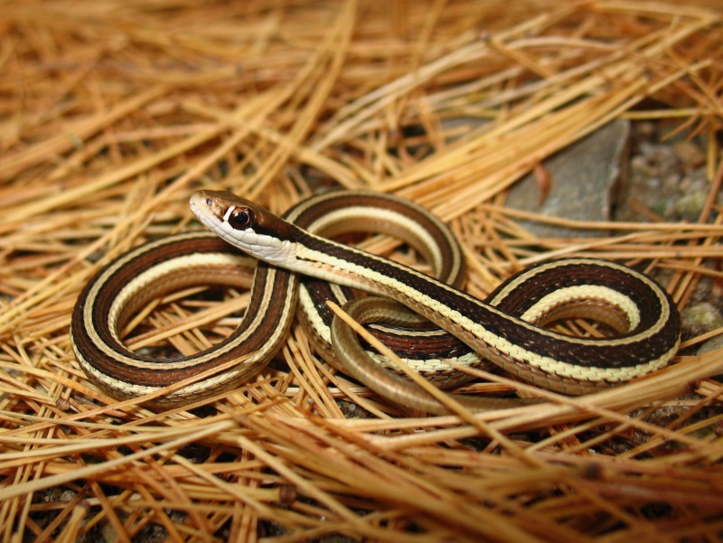 Eastern Ribbon Snake