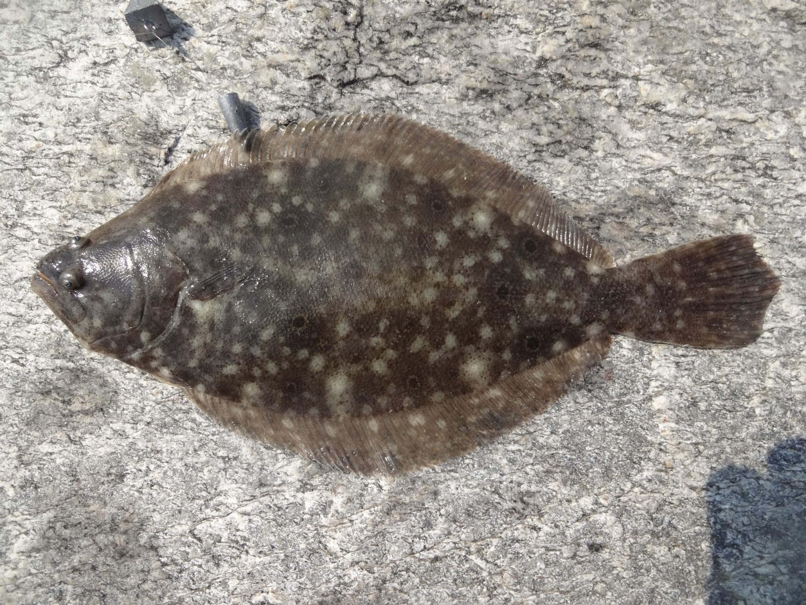 Extreme Philly Fishing July Fishing Sessions 07/28 Fishing for