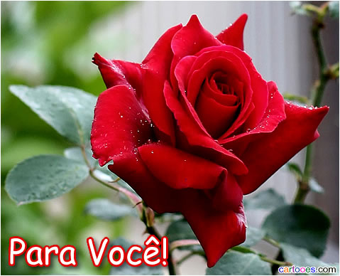 ESTA ROSA É