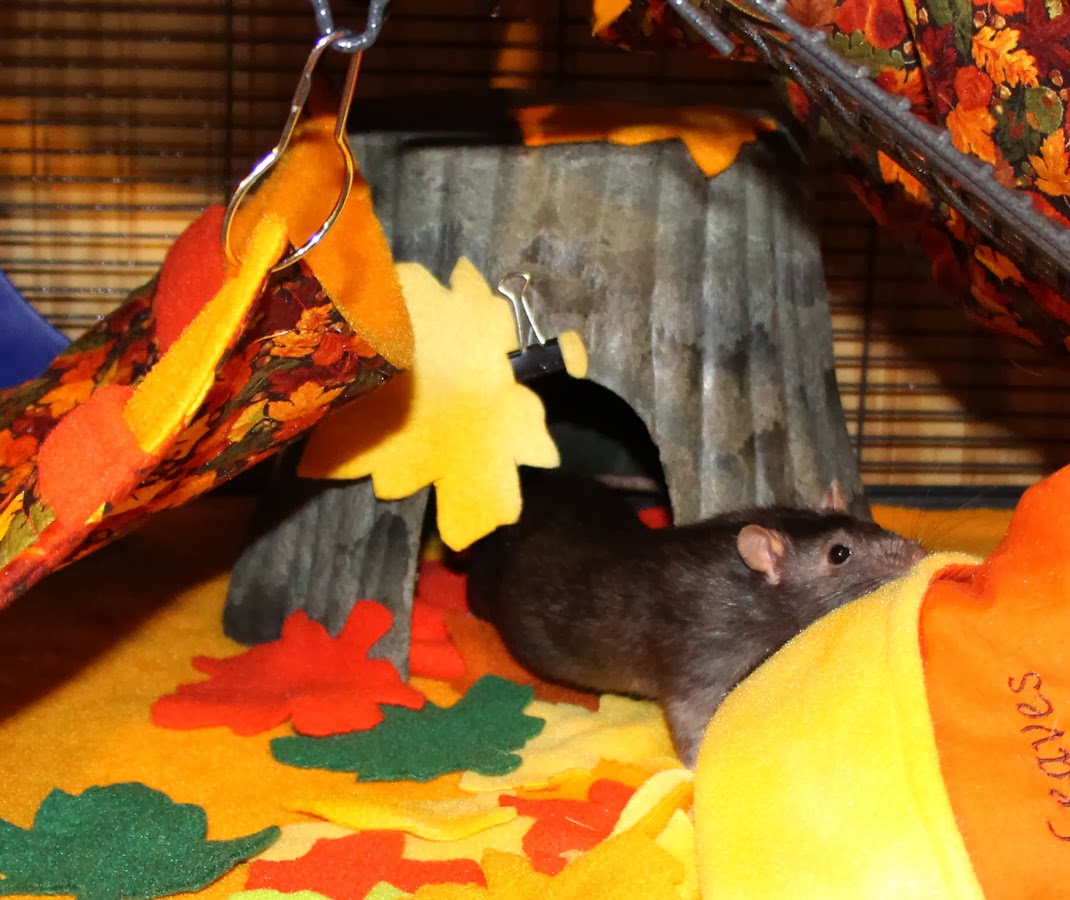 Ratropolis Rat Cage Accessories Super Pet Natural Tree Trunk Hide