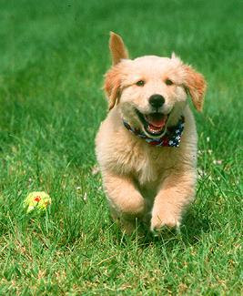 Trendy Male Dog Names Trendy Male Dog Names