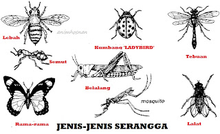 Anim Agro Technology: June 2013