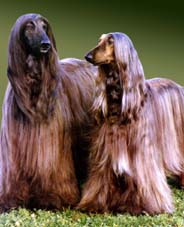 CASAL DE CÃES AFGHAN 