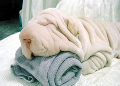11. O cachorro vai deixar você colocar uma coleira nele sem te chamar
