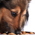 The Devil Is In The Details - How to Compare Dog Food Ingredients