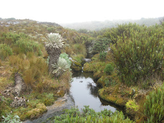 http://4.bp.blogspot.com/-acfJot6BkZ8/Tah4ZitRPUI/AAAAAAAAAC8/41rAHgX-n_4/s1600/paramo+oceta+01.jpg