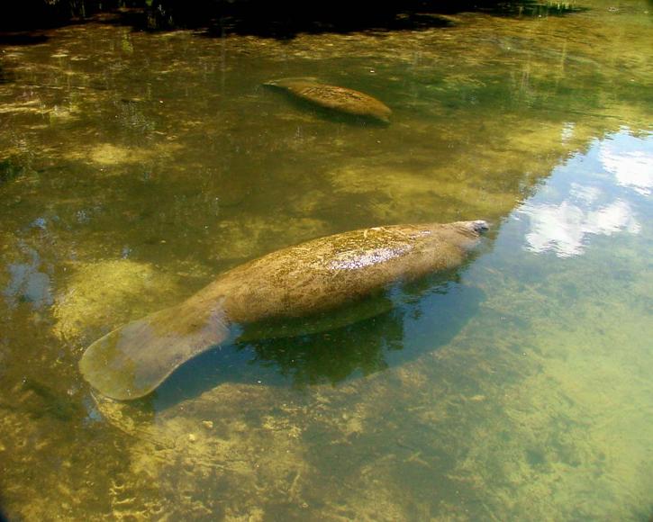 Adventures Afield MANATEE SPOTTED IN APPOMATTOX RIVER