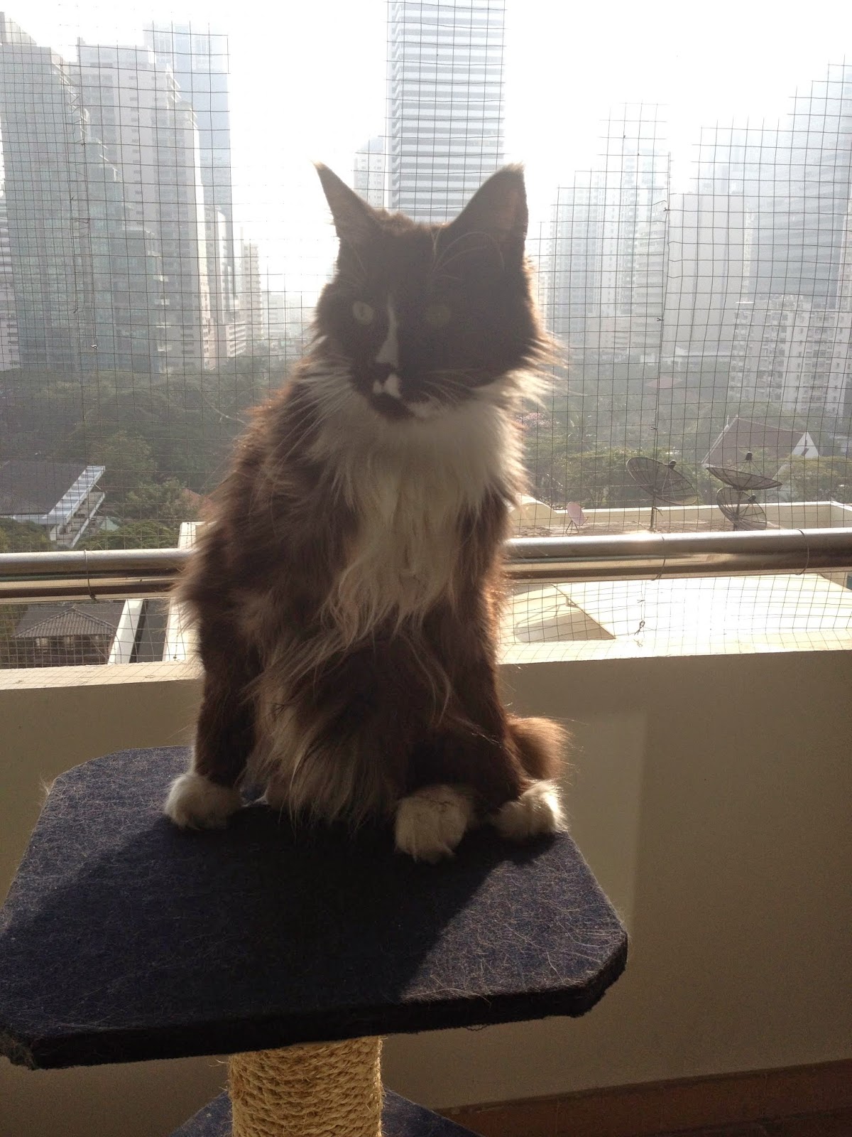 chat sexe trappes