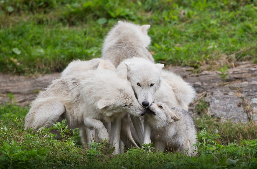 White Wolf : Fascinating Wildlife Pictures of Maxime Riendeau Will Take