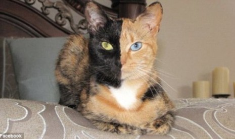 Gambar Kucing Bercorak Aneh Gambar Kucing Bercorak Aneh