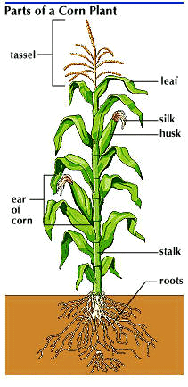 corn plant parts kids plants preschool flowers monoecious maize ears female britannica cycle ear learning garden encyclopedia differentiation sexual unisexual