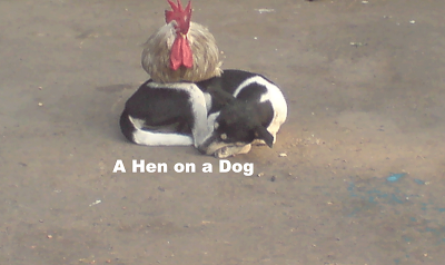 A Hen on a Dog